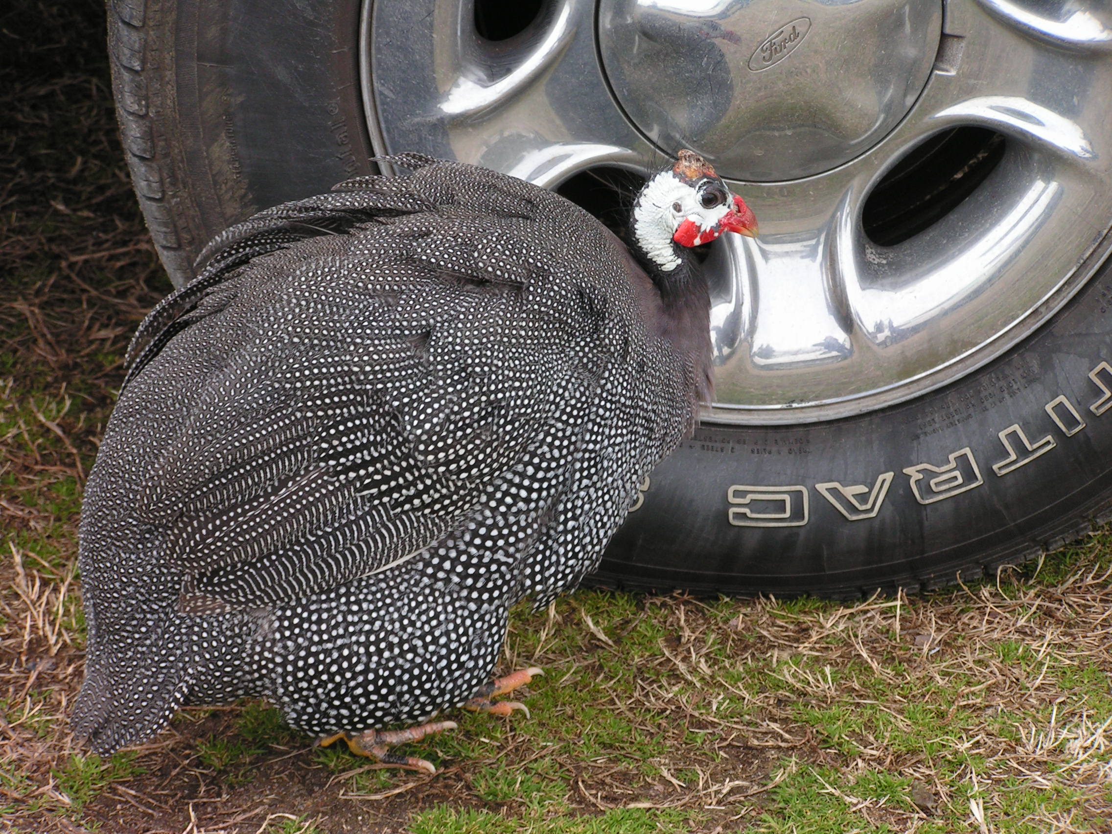 ./2006/Carina and Grace/Graces13BD0001.JPG